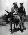/album/valecny-osel/photograph-by-sgt-james-g-jackson-new-zealand-on-12-may-1915-the-man-with-the-donkey-jpg/